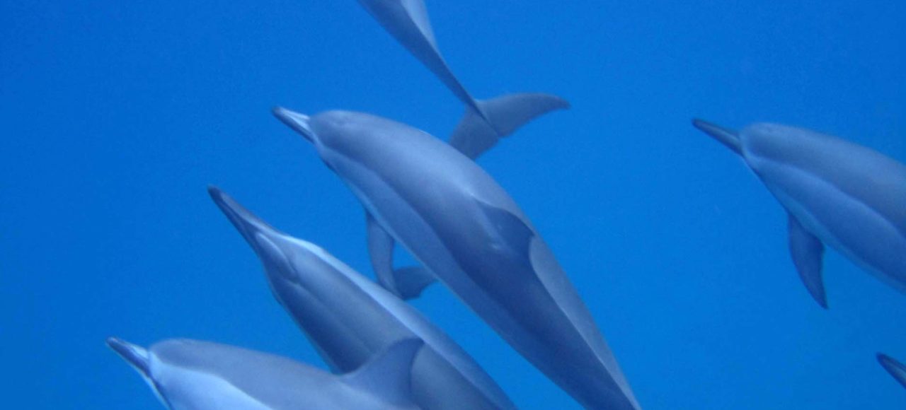 Тур Танец дельфина, Гавайи, Ноябрь, 2011
