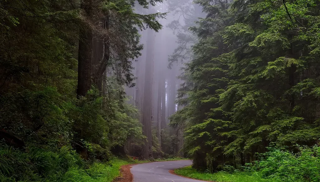 Pacific Redwoods