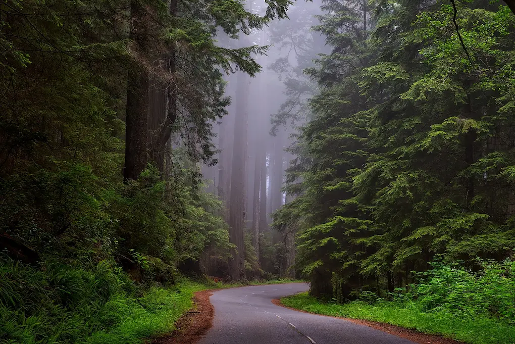 Pacific Redwoods